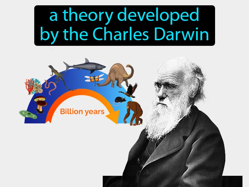 Theory Of Evolution Definition - Easy to Understand