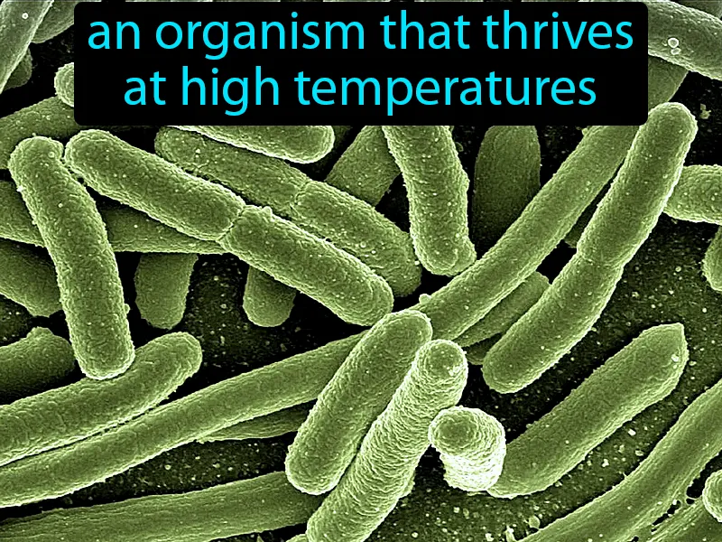 Thermophiles Definition - Easy to Understand | GradesUp.gg