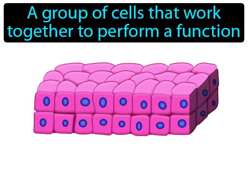 Tissue Definition