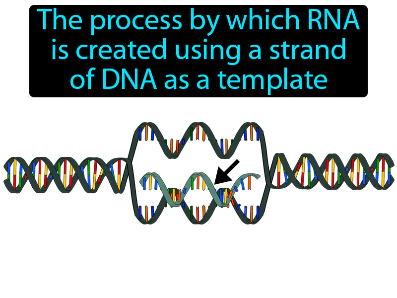 Transcription Definition