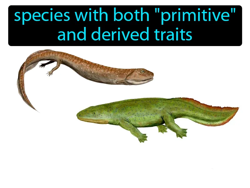 Transitional Species Definition - Easy to Understand | GradesUp.gg