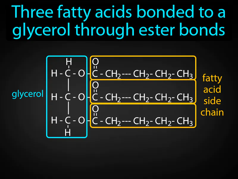 Triglyceride Definition - Easy to Understand | GradesUp.gg