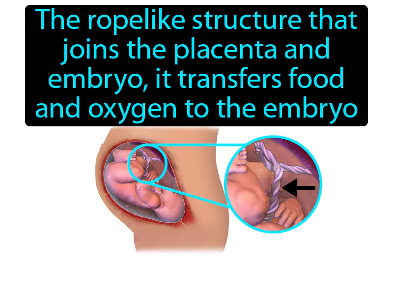 Umbilical Cord Definition - Easy to Understand