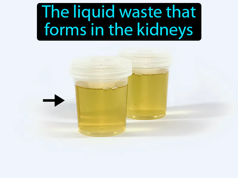 Urine Definition - Easy to Understand | GradesUp.gg