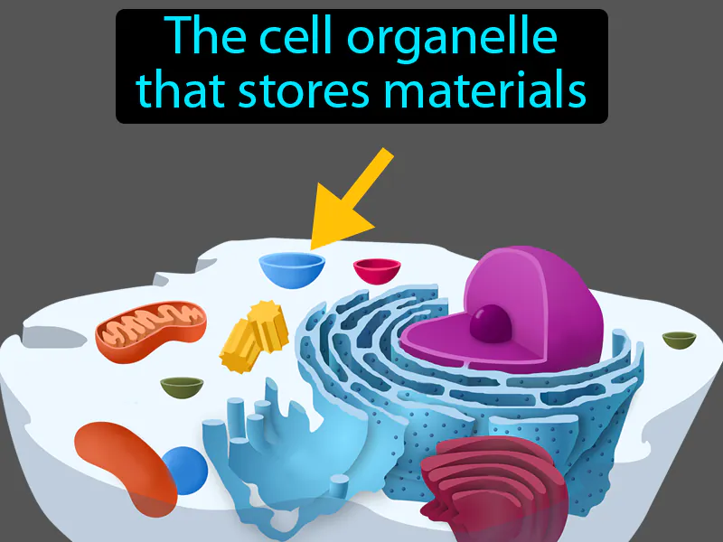 Vacuole Definition - Easy to Understand | GradesUp.gg