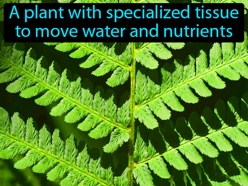 Vascular Plant Definition