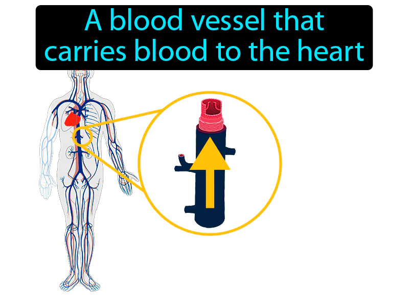 Vein Definition