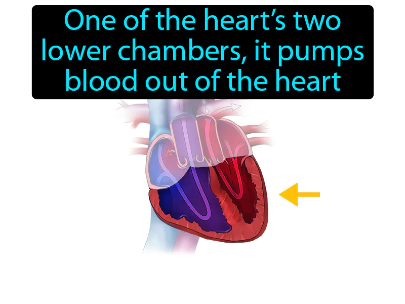 Ventricle Definition - Easy to Understand | GradesUp.gg