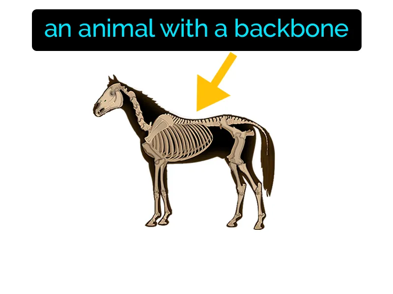 Vertebrate Definition