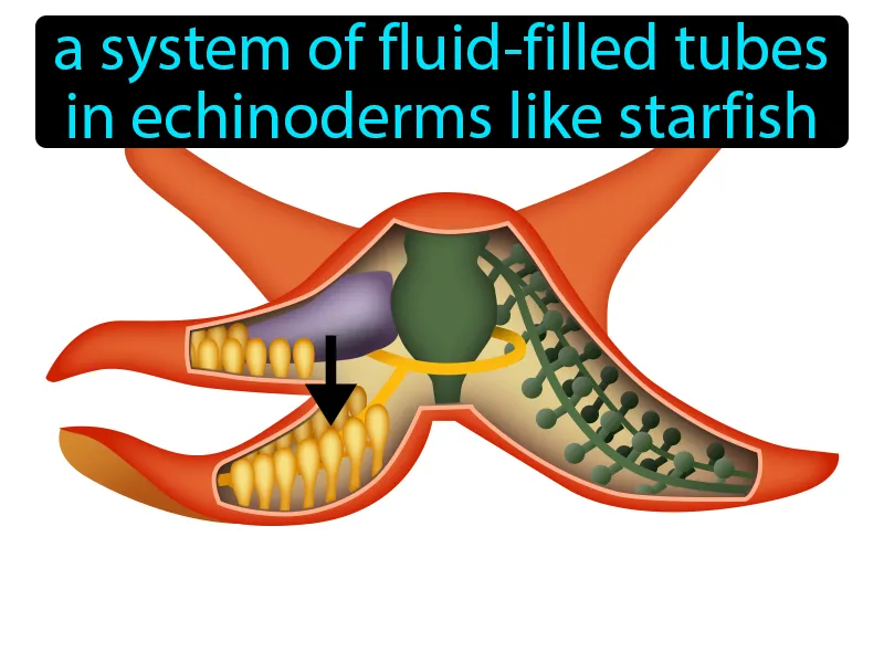 Water Vascular System Definition