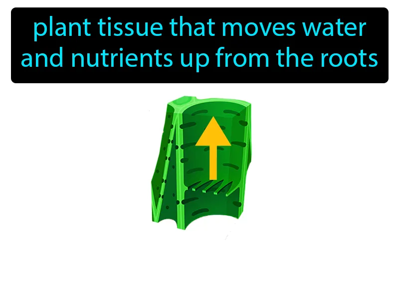 Xylem Definition - Easy to Understand | GradesUp.gg