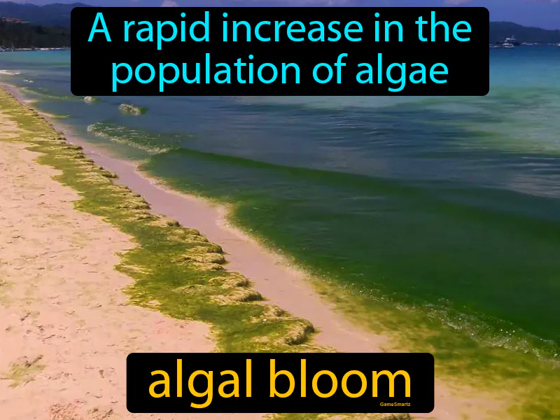 Algal Bloom Definition - Easy to Understand | GradesUp.gg