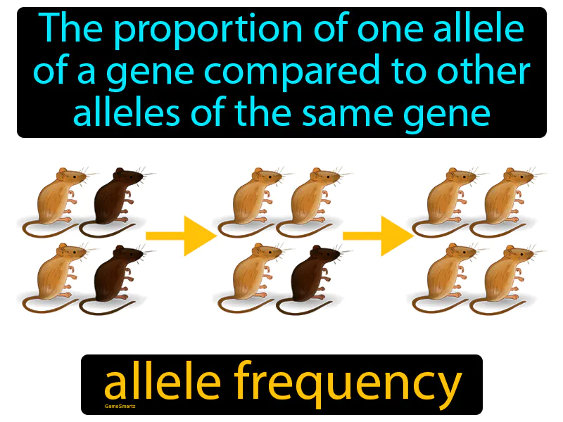 Allele Frequency Definition - Easy to Understand