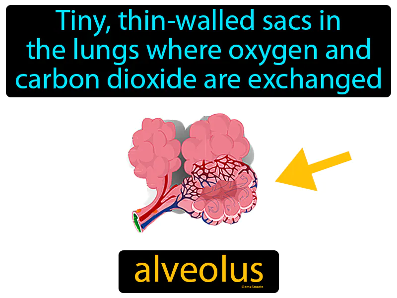 Alveolus Definition - Easy to Understand | GradesUp.gg