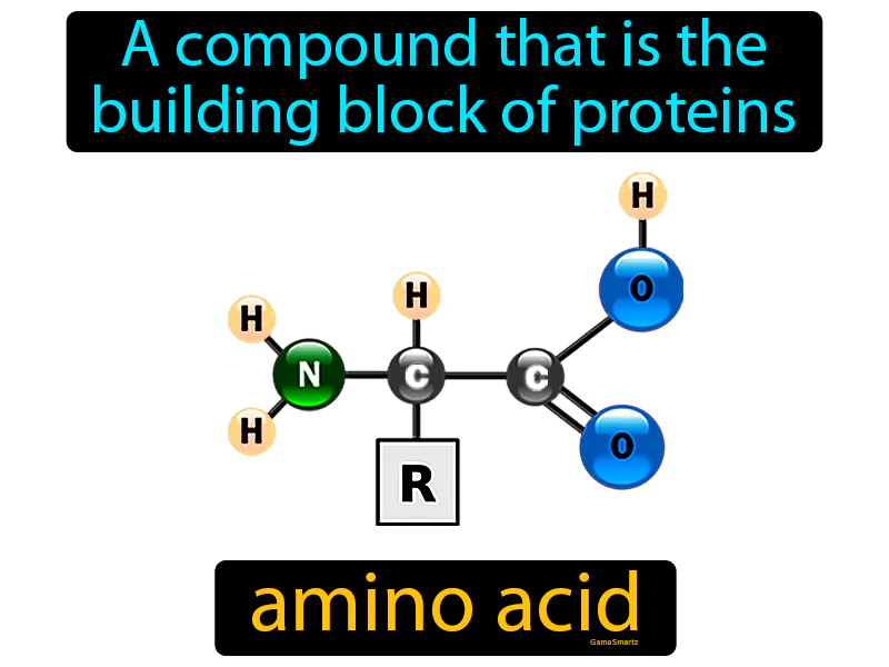 Amino Acid Definition - Easy to Understand | GradesUp.gg