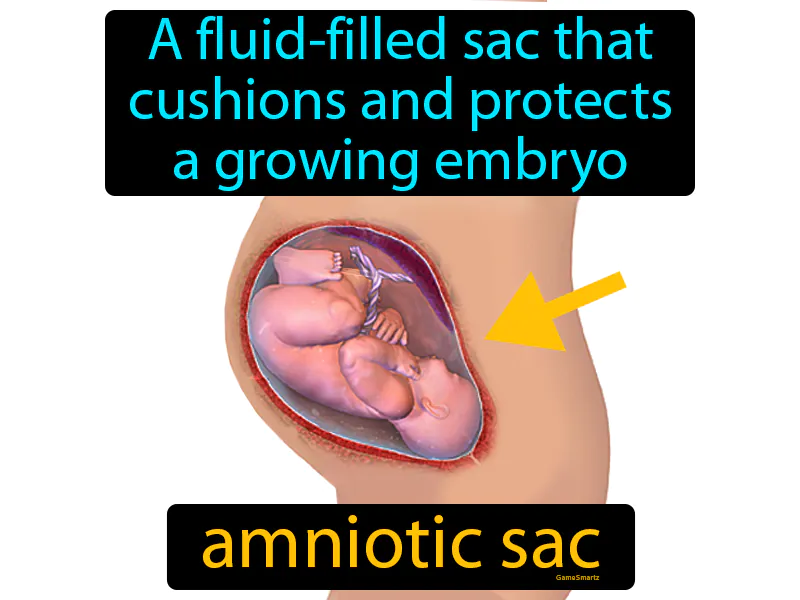 Amniotic Sac Definition - Easy to Understand | GradesUp.gg