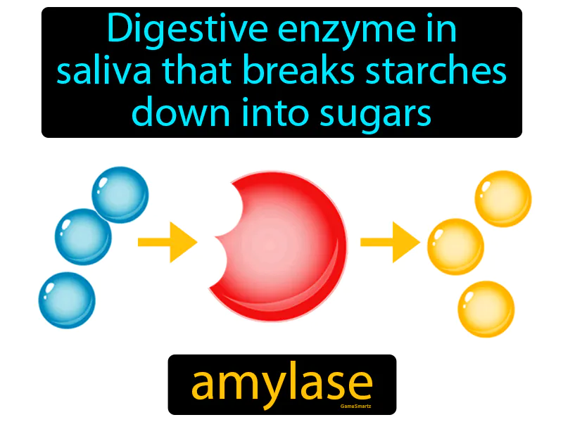 Amylase Definition