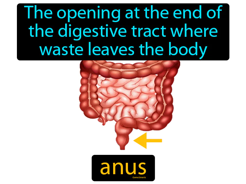 Anus Definition