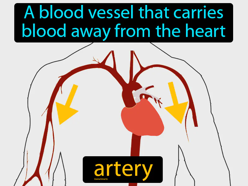 Artery Definition - Easy to Understand | GradesUp.gg