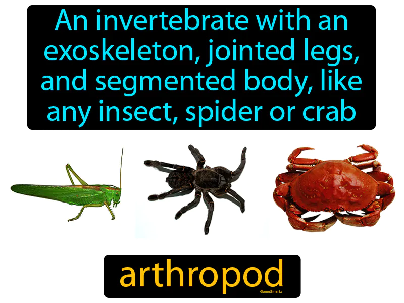 Arthropod Definition