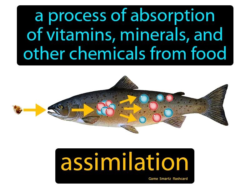 Assimilation Definition - Easy to Understand | GradesUp.gg