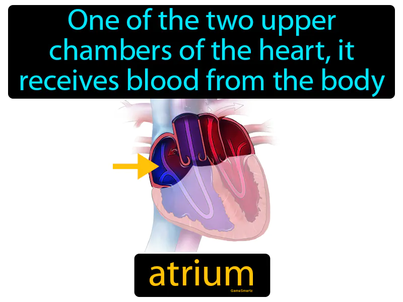 Atrium Definition