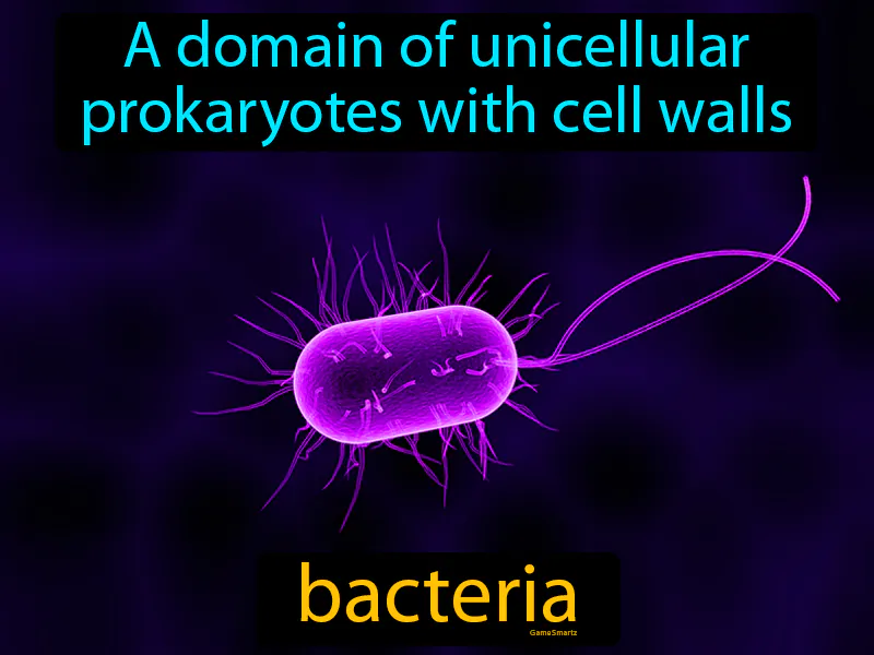 Bacteria Definition