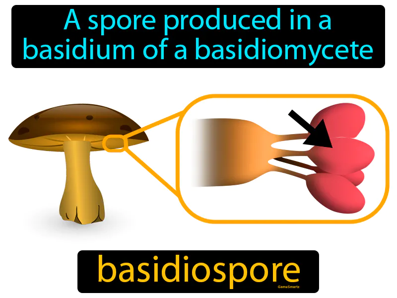 Basidiospore Definition - Easy to Understand | GradesUp.gg