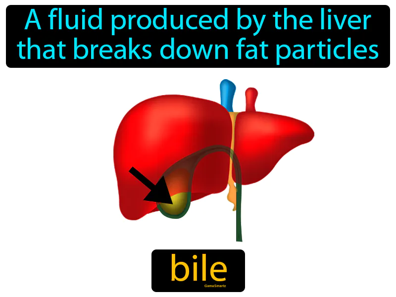 Bile Definition - Easy to Understand | GradesUp.gg