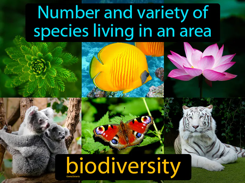 Biodiversity Definition - Easy to Understand | GradesUp.gg