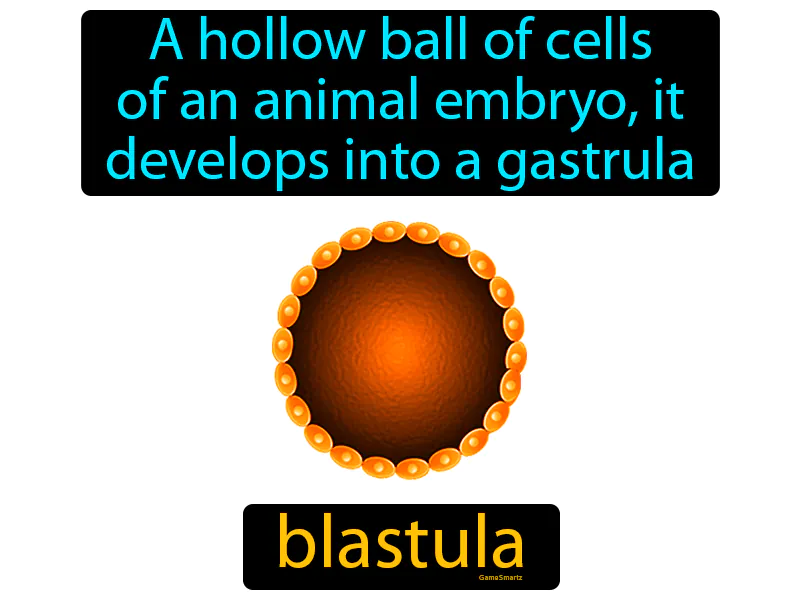 Blastula Definition - Easy to Understand