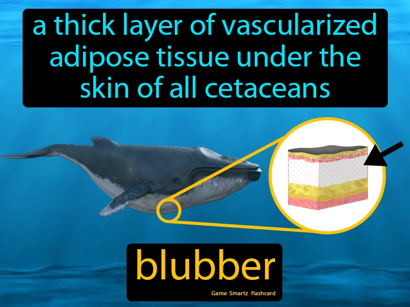 Blubber Definition