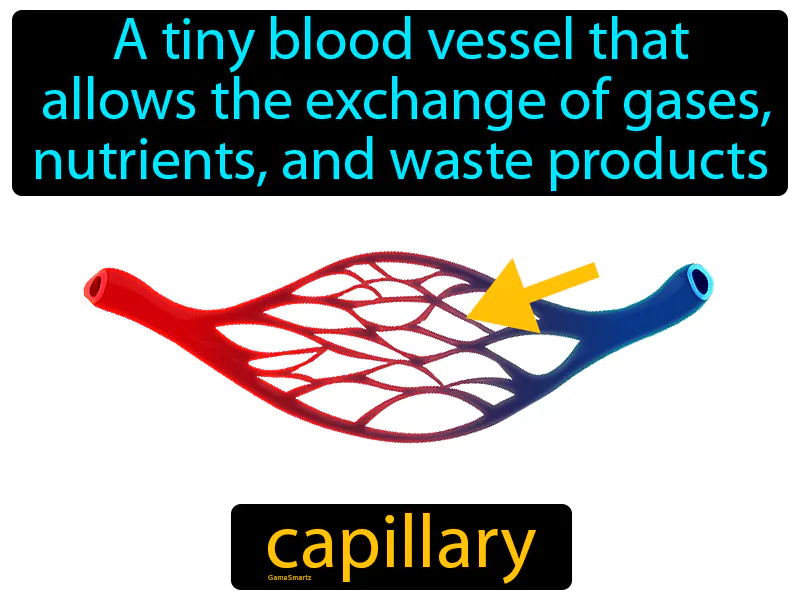 Capillary Definition - Easy to Understand