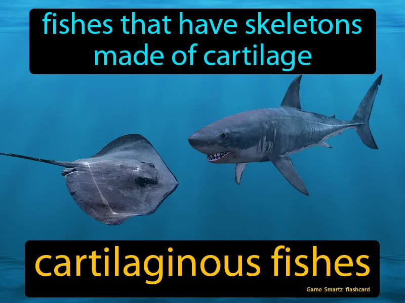 Cartilaginous Fishes Definition - Easy to Understand | GradesUp.gg