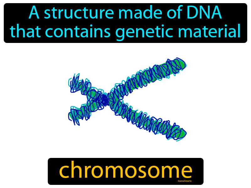 Chromosome Definition - Easy to Understand | GradesUp.gg