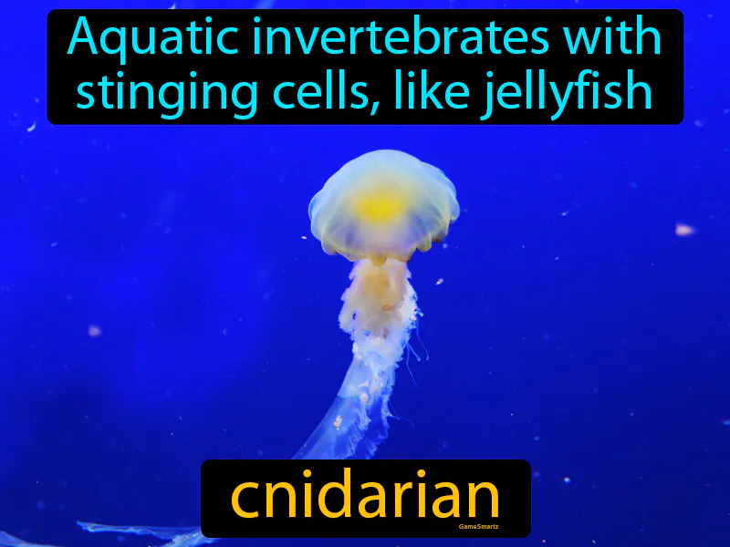 Cnidarian Definition