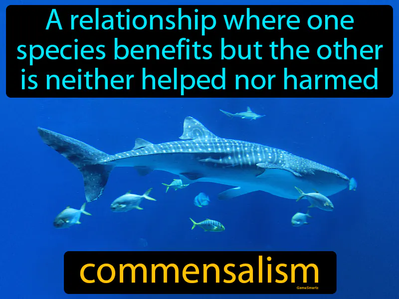 Commensalism Definition - Easy to Understand | GradesUp.gg