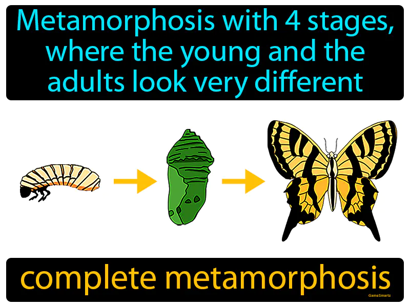 Complete Metamorphosis Definition - Easy to Understand | GradesUp.gg