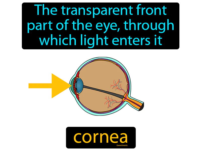 Cornea Definition - Easy to Understand | GradesUp.gg