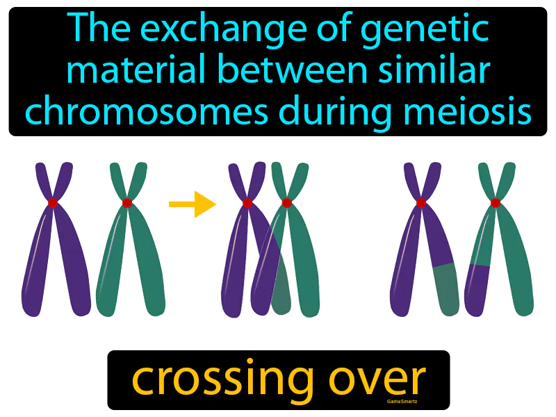 Crossing Over Definition