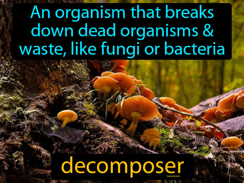 Decomposer Definition - Easy to Understand | GradesUp.gg