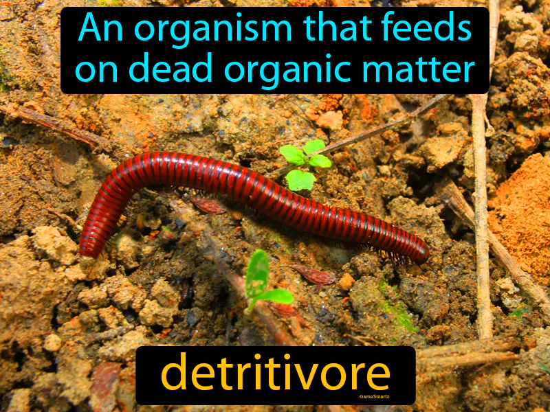 Detritivore Definition