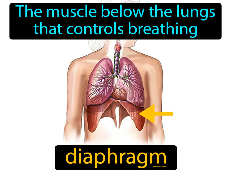 Diaphragm Definition - Easy to Understand | GradesUp.gg