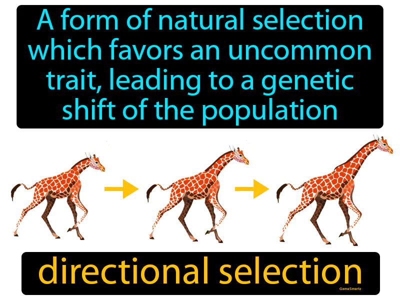 Directional Selection Definition - Easy to Understand