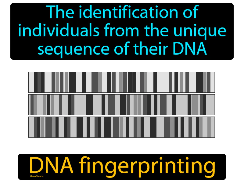 DNA Fingerprinting Definition - Easy to Understand | GradesUp.gg