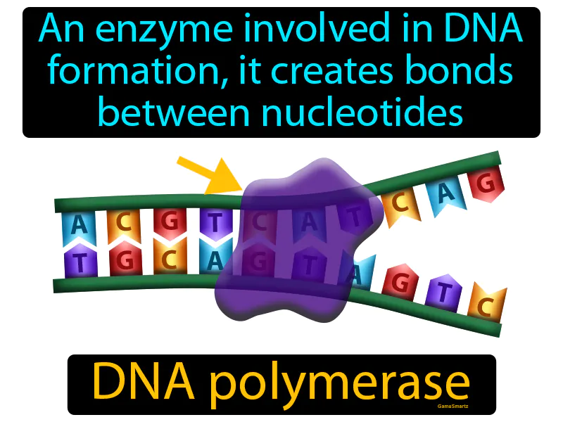 DNA Polymerase Definition - Easy to Understand | GradesUp.gg