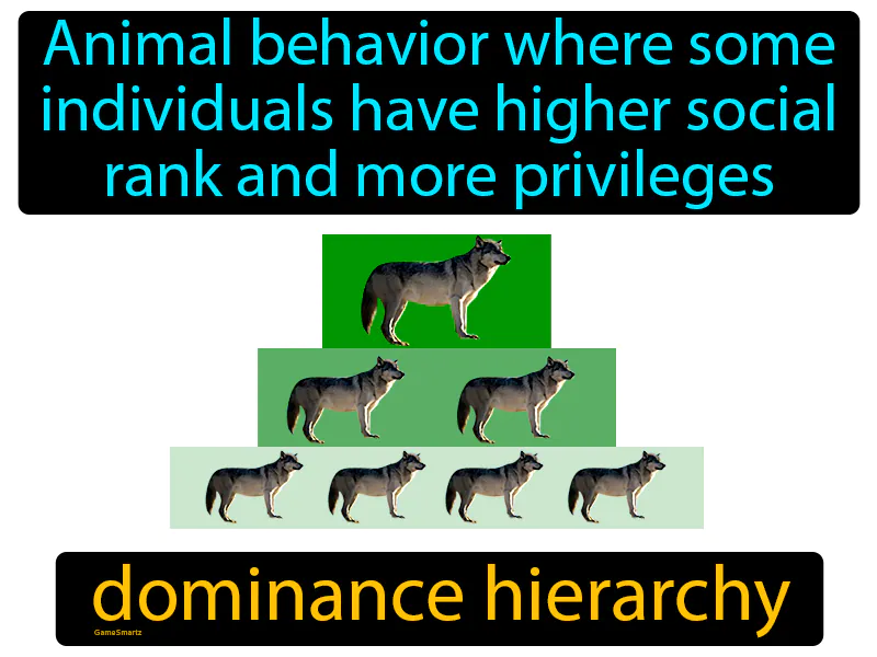 Dominance Hierarchy Definition - Easy to Understand | GradesUp.gg