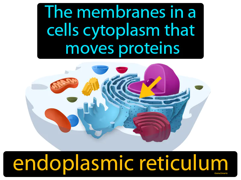 Endoplasmic Reticulum Definition - Easy to Understand | GradesUp.gg