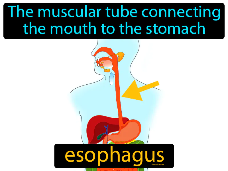 Esophagus Definition - Easy to Understand | GradesUp.gg