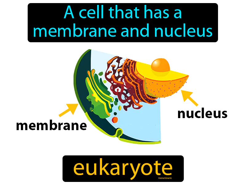 Eukaryote Definition - Easy to Understand | GradesUp.gg